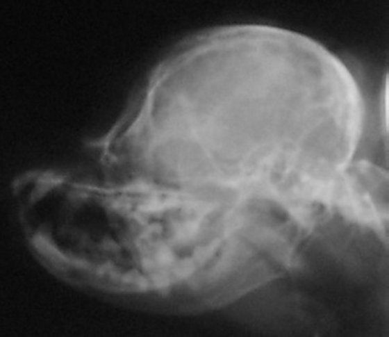 Skull xray dog with SM